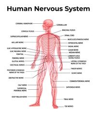 What is Nervous System? - Parts, Types and Functions - GeeksforGeeks