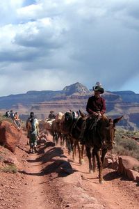 A once in a lifetime experience - Grand Canyon Mule Tours #Motel6UBL