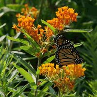 Butterfly weed boasts bright orange flowers in summer, followed by pointed seed pods. A tuberous rooted perennial with narrow foliage, this upright and vigorous plant attracts butterflies.