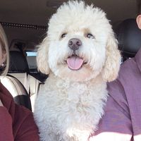 @TailsofBarkley is a 2 year old poodle mix adopted from the Houston Humane Society