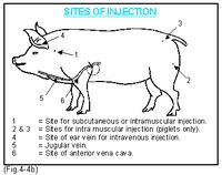 (137) Subcutaneous - The ideal site for the small pig is inside the thigh beneath the fold of the skin or, beneath the skin behind the shoulder. In the growing and mature animals,...