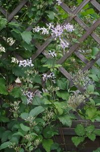 City Gardener czyli miejski Ogrodnik w akcji.: Clematis 'Praecox' - czyli jesienny powojnik.