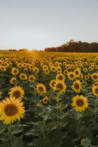 In the sunflowers — Selective Potential