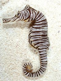 The zebra seahorse (Hippocampus zebra) is a species of fish in the family Syngnathidae. It is endemic to Australia. (Source: Wikipedia, '', http://en.wikipedia.org/wiki/Zebra_seahorse, CC BY-SA 3.0 . Photo: (c) anthonyhealy, some rights reserved (CC BY-NC))