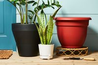 The 10 Best Self-Watering Planters of 2024 to Avoid Overwatering