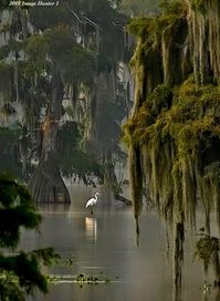 Great Egret, Lake Martin, Louisiana, 08/25/18.