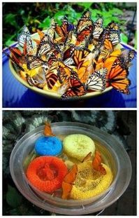 butterfly feeder food