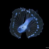 Deep water tripod fish off Palm Beach, Florida.  #uwpics #uwmacro #uwphotos #uwphotography  #marineworld #underwaterpics #underwaterphotos…