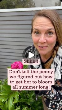 Kelly Welk on Instagram: "It’s TRUE…don’t tell the peonies we figured out how to get them to bloom all summer long. I’ve even heard some grandmas. Tell me they have saved their peony blooms in their fridge until thanksgiving! I have never been able to wait that long, but I have successfully held them in the fridge for several months.

Here’s how you do it :
- Cut the peony blossom when the bloom head feels like a marshmallow, the petals are just barely starting to open and it’s a little bit squishy
- Take off all of the foliage so that it’s only the stem with the bloom head
- Wrap in a damp paper, towel or newspaper
- then slide that wrapped up into a couple plastic bags from your produce
- the sweet little package in the back of your fridge and when you are ready for your peony to bloom, 