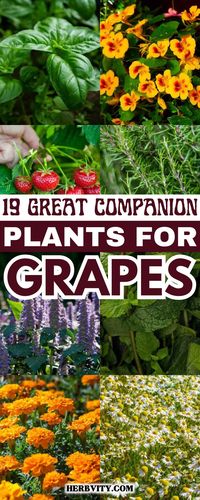 "🌱🍇 Growing Together: 19 Companion Plants to Thrive with Your Grape! 🌼✨ Discover the perfect allies for a bountiful and beautiful vineyard. 🌿🌸 #GardenHarmony #CompanionPlanting #VineyardBounty #GreenThumb"