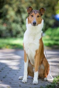 Short-haired Collie, Chério Jantárová hviezda