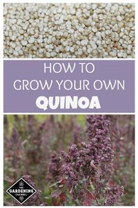 Quinoa is a flowering annual plant grown primarily for its edible seeds. Learn how to grow and harvest your own quinoa with these gardening tips. #gardeningchannel #gardening #growingquinoa