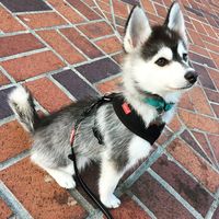 my future alaskan klee kai s name is going to be jet or if a girl the name will be vanella-pea