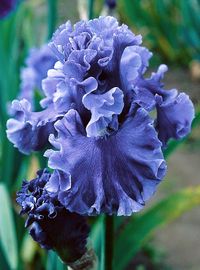 Schreiner's Iris Gardens grows high quality bearded and beardless iris rhizomes for your landscape design. Excellent customer service answers your iris growing questions. We ship iris worldwide at the right time for planting.