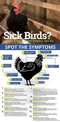 Sick Birds? Here's some helpful tips to spot the symptoms. Chicks. North 40 Outiftters