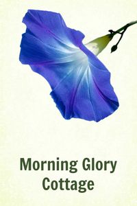 Morning Glory