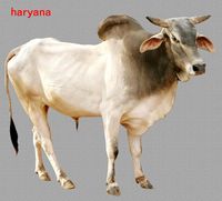 Haryana cow