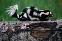 size: 24x16in Photographic Print: Eastern Spotted Skunk by W. Perry Conway :