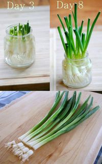 Best vegetables & herbs to regrow from kitchen scraps in water or soil. Start a windowsill garden indoors, or grow foods using grocery lettuce, beets, etc! – A Piece of Rainbow #backyard #gardens #gardening #gardeningtips #homestead #homesteading #urbangardening #gardendesign #gardenideas #containergardening #diy #gardeningtips homestead, green living, gardening tips, sustainable ideas, kids science projects, homeschool activities