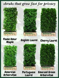 Enjoy privacy in your garden and do whatever you want to do by planting these fast growing privacy hedges. These varieties will grow more than 1 foot per year (some can grow up to 4 feet per year in ideal conditions).