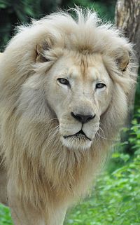 A white #lion at the Cincinnati Zoo. <---UGH I hope this was a rescue animal and not in captivity to entertain us humans.