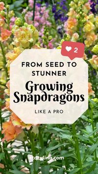 From Tiny Seed to Towering Treasure! This beginner-friendly guide unlocks the magic of growing Snapdragons. ☀️ Learn planting tricks, care secrets, & watch your garden blaze with color! ➡️ Dive into Snapdragon bliss!#snapdragons #snapdragonflowers #cutflowergardening #cottagegardenflowers #seedstarting #startingflowersfromseed #gardenimages #gardendesign #gardenplanning #gardenprojects #flowers #flowergarden #flowergardening #englishcottagegarden