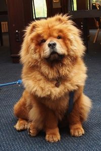 Doobie Bear - Chow Chow