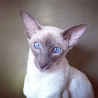 Lilac point Siamese cats are a stunning breed with their beautiful blue eyes and striking lilac-colored points. If you’re lucky enough to have one of these gorgeous […] The post Lilac Point Siamese Cat Names appeared first on Visitutrecht.