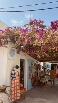 #flowers #ibiza #formentera #blooming #cute #spain #summer