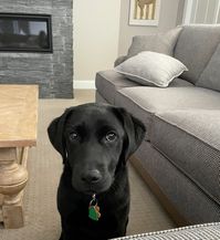 black lab, cute lab, lab puppy, cute dog