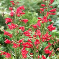 Penstemon Red Riding Hood - Google Search