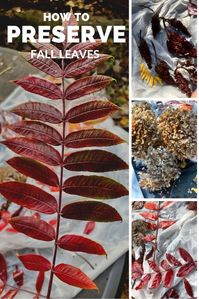 How to Preserve Leaves for Fall Crafting · Just That Perfect Piece