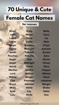 Want a cool and unique girl cat name for your rescue kitten or cat? Check out 70 cute cat and kitten names for female rescue cats. cat name aesthetic, cat name ideas unique, cute animal names