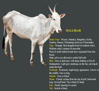 yadav history - MOTHER COW - GOMATA