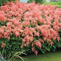 Ostrich Plume Astilbe (Pkg of 1) 3