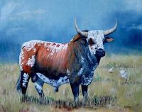 nguni bull #11