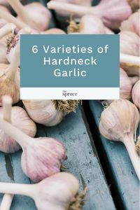 Hardneck garlic plants are varieties that have long flowering stems, called "scapes," which need to be cut off the plant to preserve the development of the bulbs. We share 6 varieties of hardneck garlic you can consider for your garden.