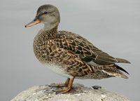 Gadwall. Female.