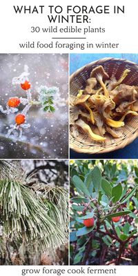 What to Forage in Winter: 30+ Wild Edible Plants & Mushrooms - Winter Foraging for beginners is easy with this handy foraging guide. Learn how to forage wild edibles like conifer needles, yellowfoot chanterelle, rose hips, and so many more edible wild plants and wild edible mushrooms! Foraging for Beginners | Wild Edible Plants North America | Mushroom Foraging