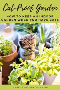 It's time to get those indoor seedlings going! But wait, you have a cat... Not to worry! We've come up with foolproof ways to keep your precious feline's furry paws out of your plants. Check out our tips and tricks at The Meow Place cat blog. cat-proofing plants | cat-proof garden | indoor garden | keep cats out of plants | cat-safe plants | cat care tips | safety tips for cat owners