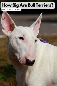 Understanding the typical adult size and weight for this breed is important when deciding if a Bull Terrier is the right fit for your home and lifestyle. Their size affects everything from exercise needs to diet to even what dog accessories you’ll need. In this article, we’ll explore the average height, weight, and growth patterns of male and female Bull Terriers. You’ll discover just how much size can vary between individual dogs based on factors like genetics, diet, and activity level.