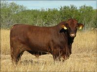 Beefmaster Herd Bulls and Cattle For Sale | Rancho Tres Hijos | Rancho Tres Hijos