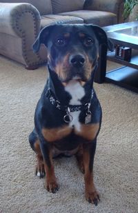 Kira the Rottweiler / Pit bull mix (Pitweiler) at 2 years old.