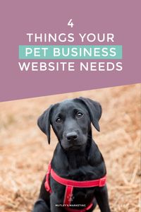 4 Things Your Pet Business Website Needs