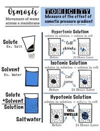 Covers solute, solvent and solution as well as hypertonic, hypotonic and isotonic solutions. Print this his as a poster or use it as Go-To notes for students.