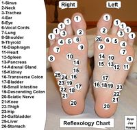 Reflexology Chart