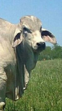 Brahman