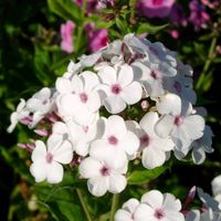 Staudenfoto zu Phlox arendsii 'Jill' (Frühsommer-Phlox)