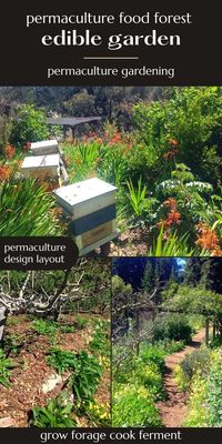 Permaculture Food Forest Edible Garden: Permaculture Gardening - Forest gardens are the best, most hands-off way to grow your own food. Learn about forest or woods gardening design and ideas for your own backyard permaculture layout. Growing an edible garden is so satisfying!