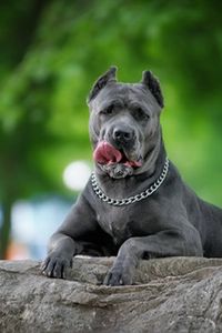 There are several rare dog breeds that make great pets, each with their own unique qualities and characteristics. While these dog breeds may not commonly seen as others or not be as well-known , they can bring companionship and a special charm to your life. Here are a few rare dog breeds that are known to make great pets: